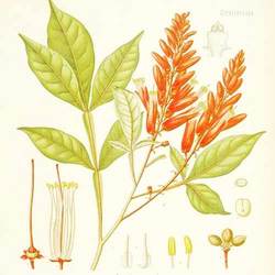 Quassia Amara